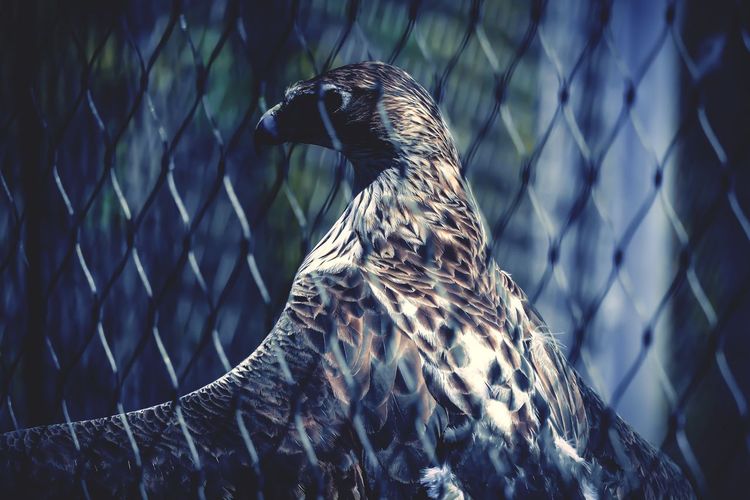Bird seen through chainlink fence
