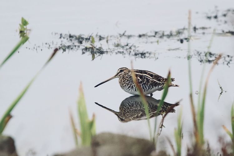 Close-up of a snipe with reflection 
