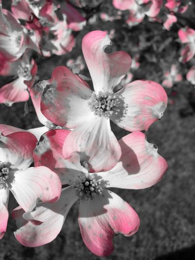 Close-up of pink flower
