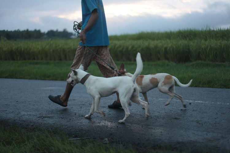 Low section of man walking with dogs on road against field