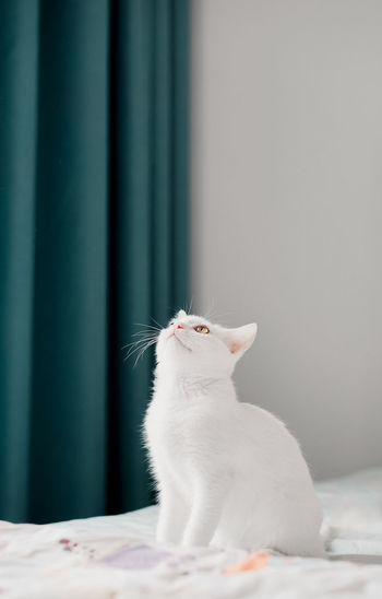 Cat looking away while sitting on bed at home