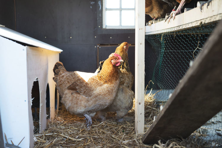 Close-up of hens in pen