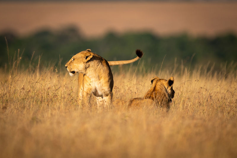 Lionesses on grassy field