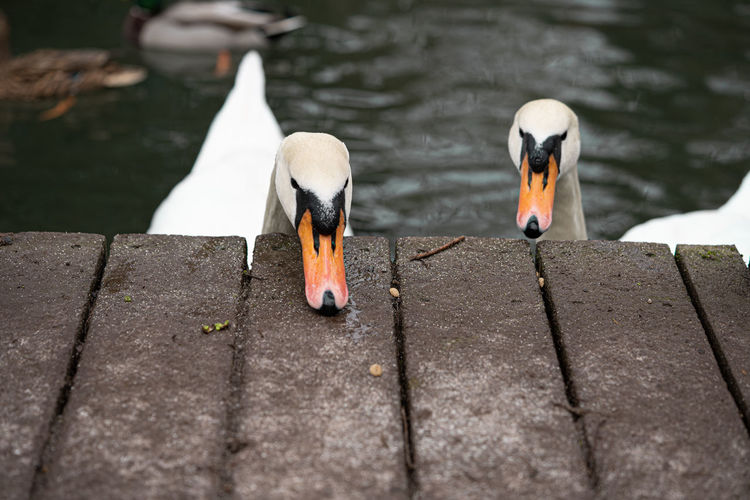 Mute swan swans pair low-level water side view macro animal background portrait feeding pontoon