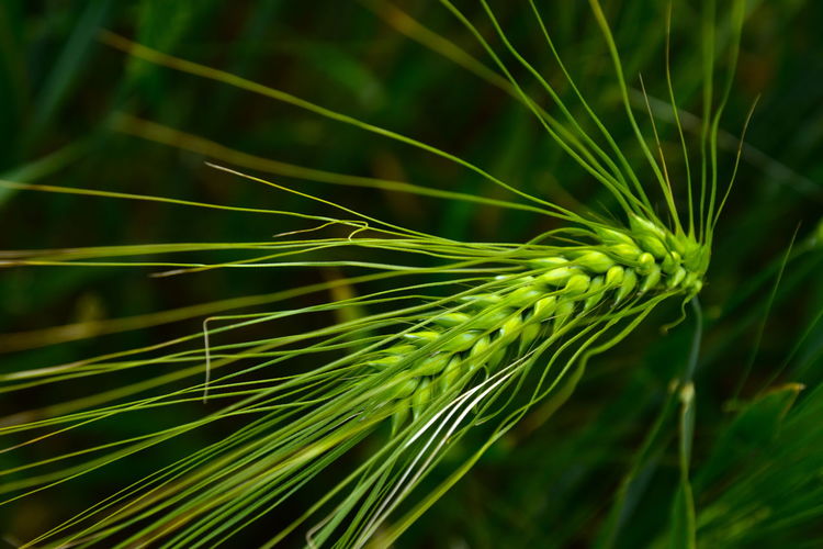 Close-up of wheat growing on field