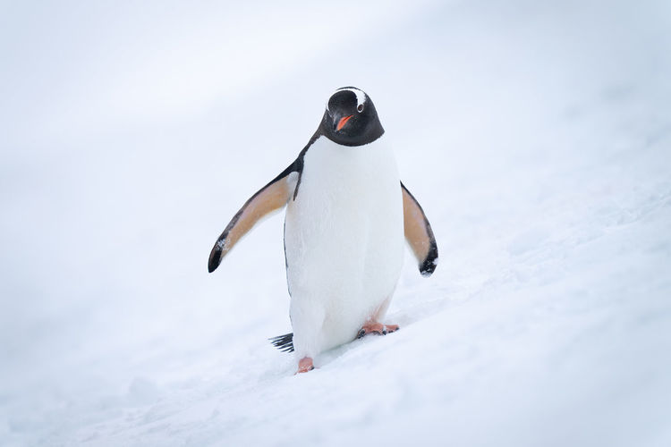 Gentoo penguin on snowy hill watching camera
