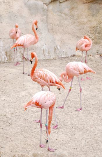 Flamingoes perching on field