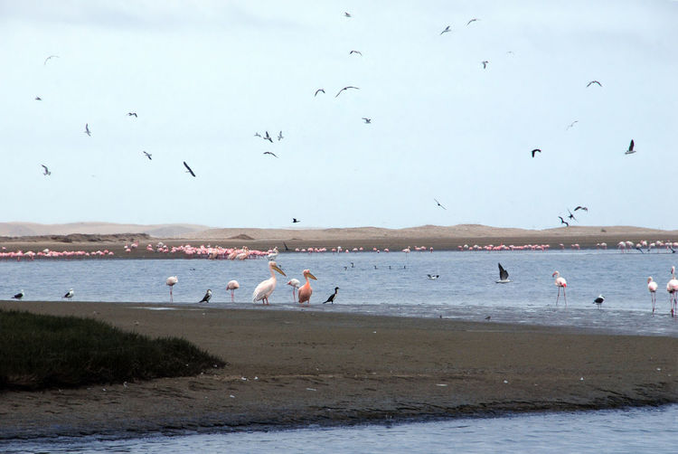 Birds flying over beach against sky