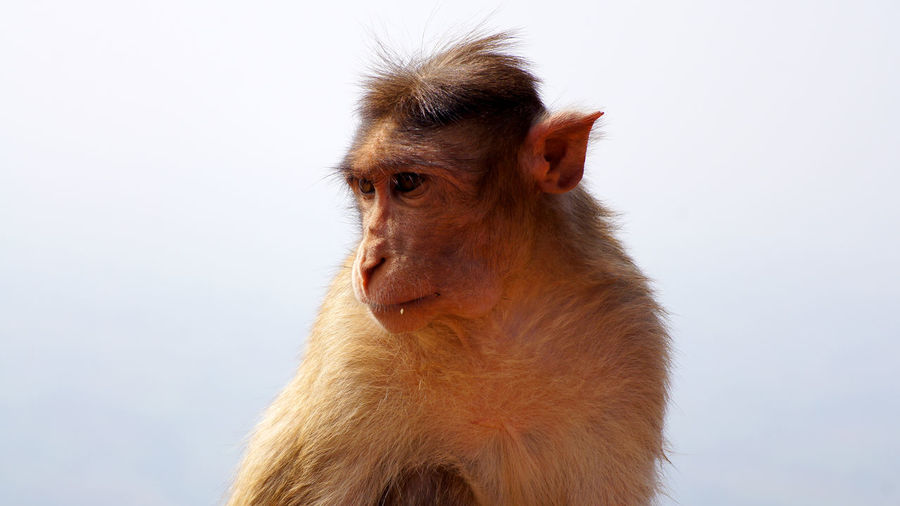 Close-up of monkey looking away against sky