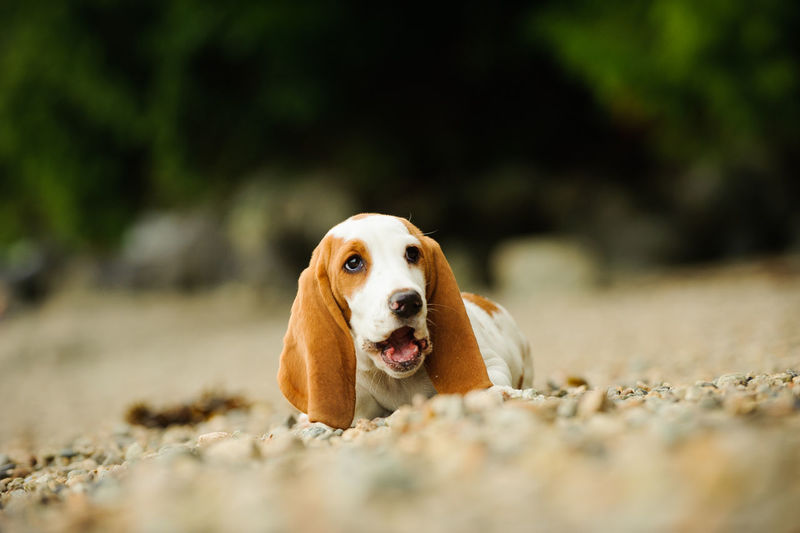 Close-up of basset hound dog with mouth open