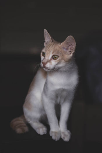 Cat looking away while sitting against black background