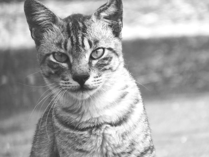 Close-up portrait of tabby cat against blurred background