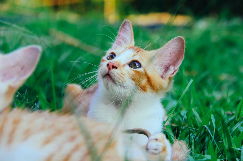 A ginger kitten relaxes on the grass.