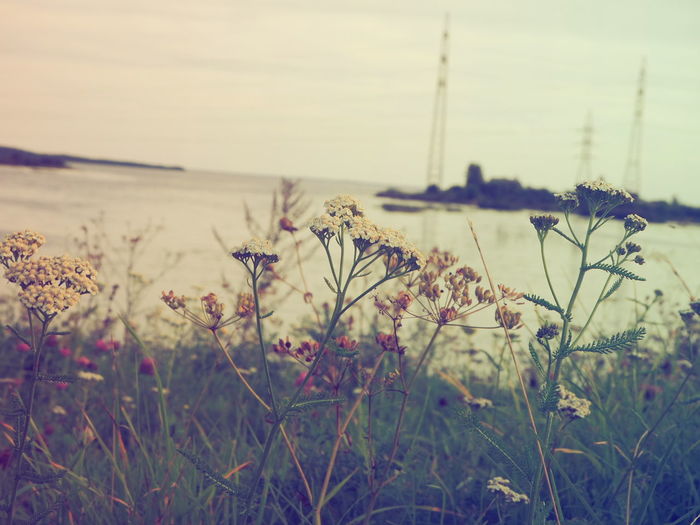 Close-up of wildflowers growing by sea against sky