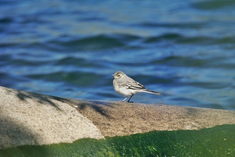 Side view of a bird against blurred water
