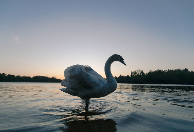 Swan on lake against sky during sunset