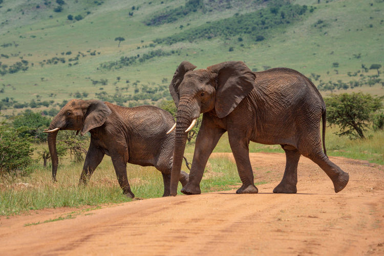 Two african elephants cross track in sun