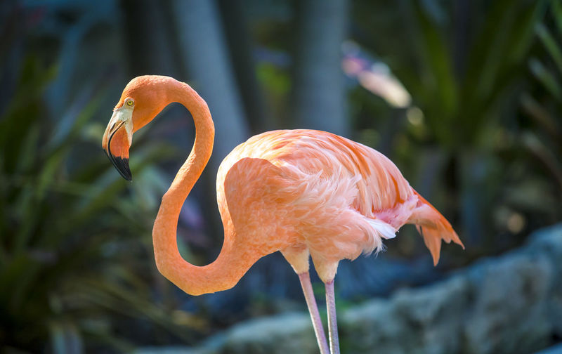 Close-up of flamingo against trees