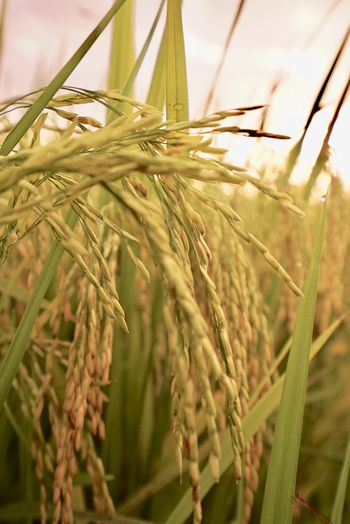Close-up of stalks in field