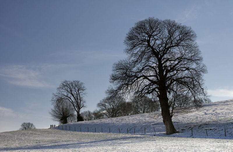 Bare trees on snowy field against sky during winter