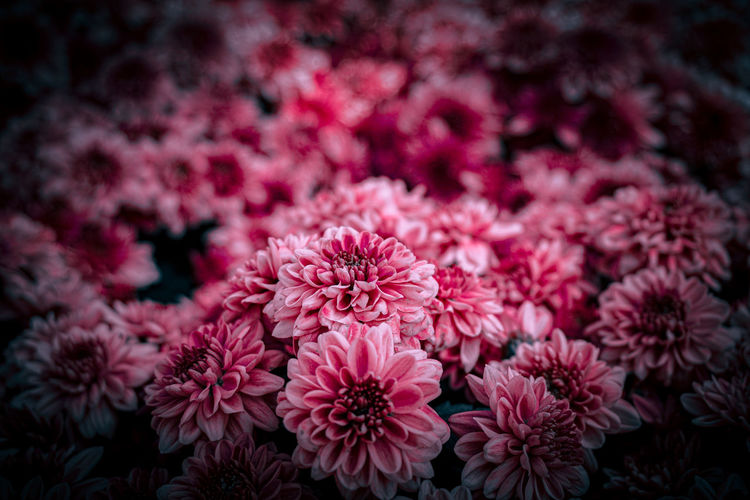 Close-up of pink flowering plants