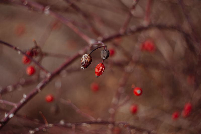 Close-up of wet red berries on tree