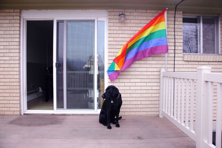 Full length of a dog on porch with rainbow flag