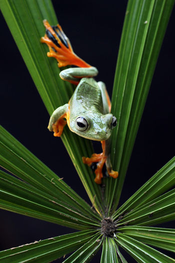 Close-up of frog