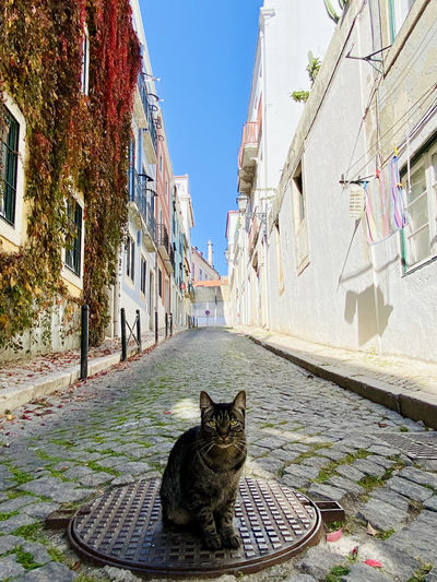 Portrait of cat sitting on alley amidst buildings