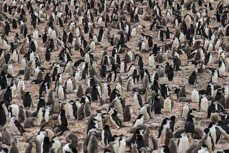 Chinstrap penguin colony on elephant island in antarctica