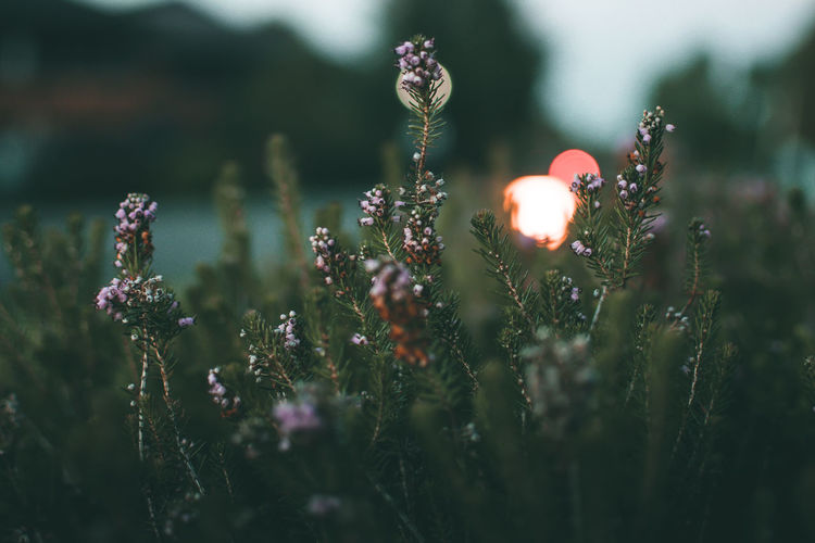 Close-up of flowering plants on field