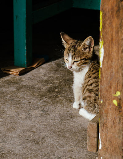 Close-up of cat