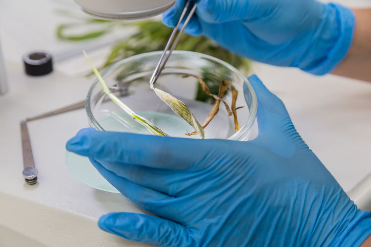 Hands in blue gloves hold a petri dish with a plant and tweezers
