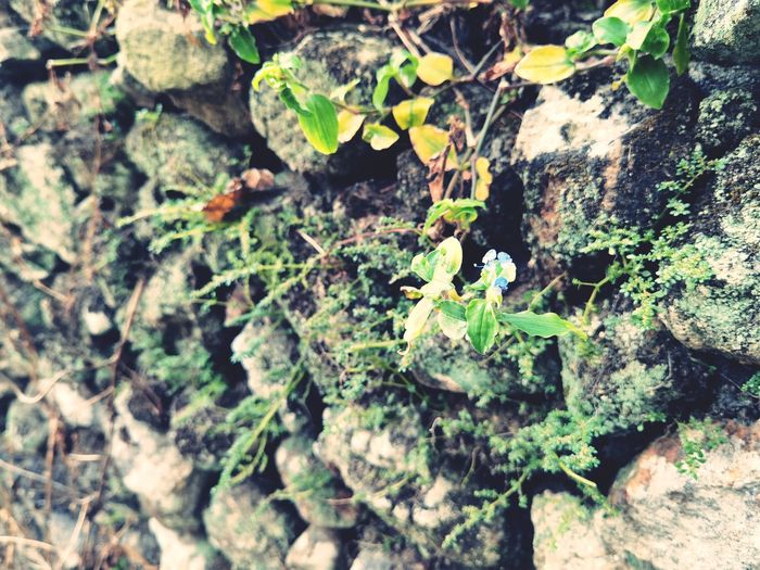 Close-up of lichen on tree trunk