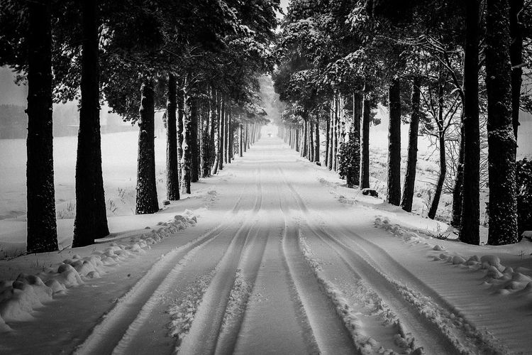 Road through trees during winter