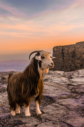 Goat on rock against sky during sunset