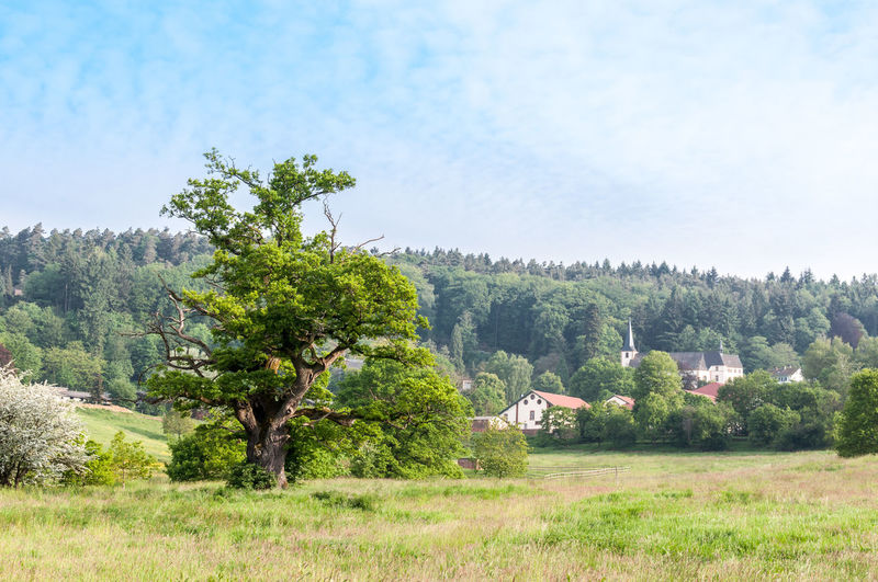 Trees on countryside landscape