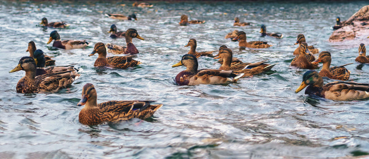 Ducks in a lake