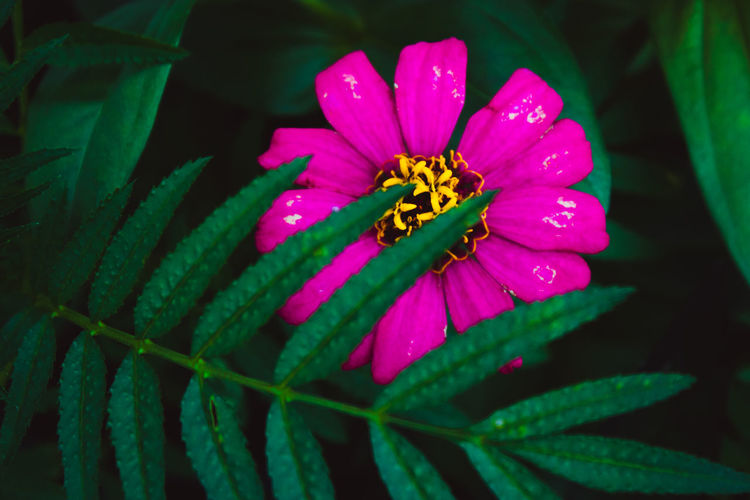 Close-up of pink flower