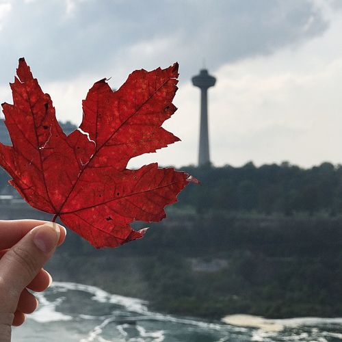 Cropped hand holding maple leaf against sky