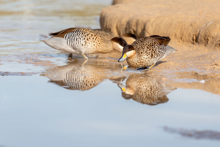 Ducks in the pond at al qudra lakes in dubai