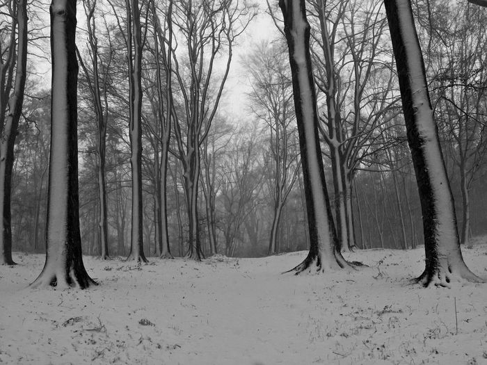 Bare trees on snow covered land