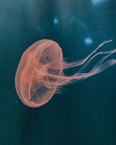  jellyfish in sea