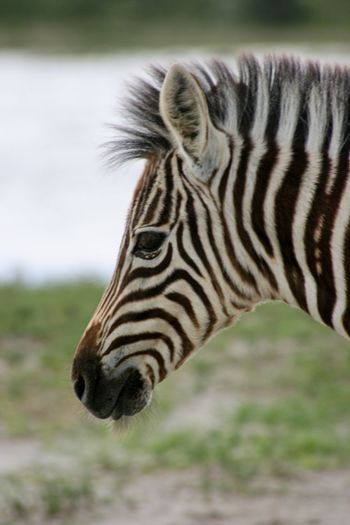 Closeup portrait of wild burchell's zebra equus quagga burchellii looking side on namibia.