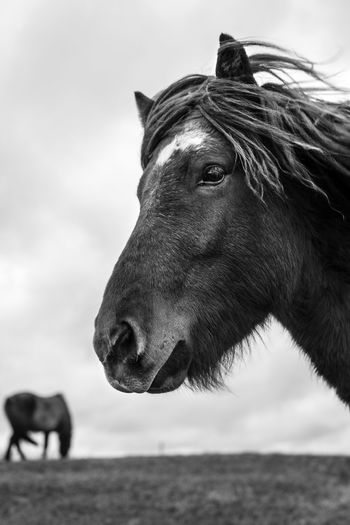 Horses on meadow