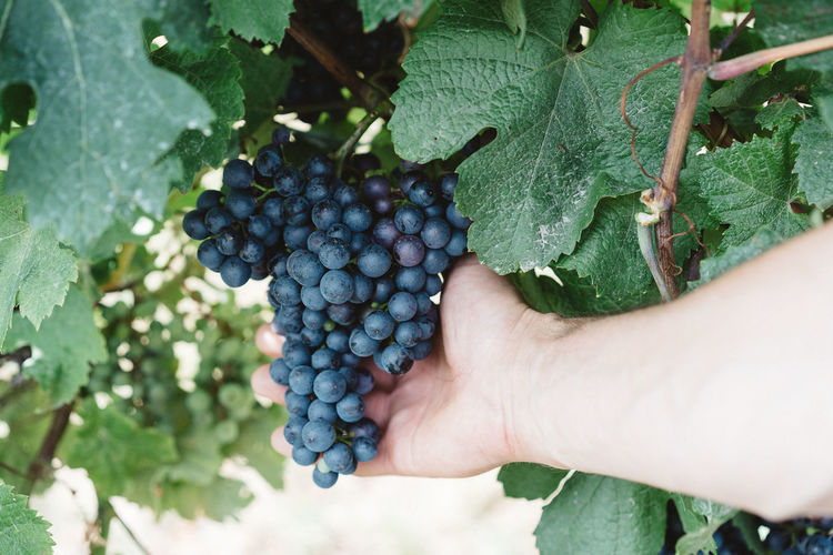 Cropped image of man plucking grapes in vineyard