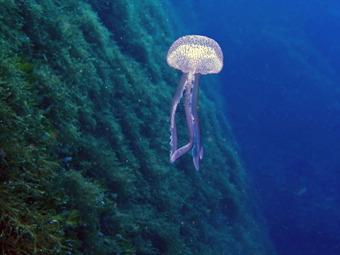 Mauve stinger jellyfish 