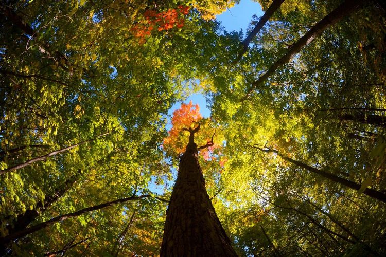 Low angle view of tree