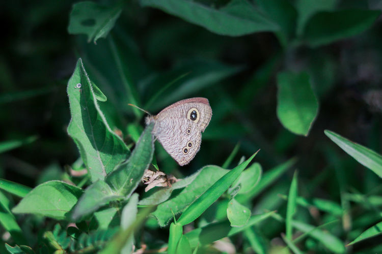 Butterfly on plant