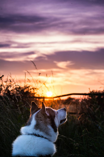 Siberian husky against sky during sunset